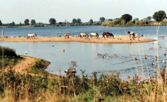 Biodiversity survey of “the Kraaijenbergse Plassen” near the river Maas