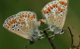 Dutch Butterfly Foundation & Cascade (Dutch Association of aggregates producers) on butterflies