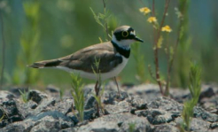 To preserve the open sand surfaces as habitats for the little ringed plover