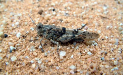 Increasing biodiversity through open cast sand extraction in the area of Kreuzstein Forest